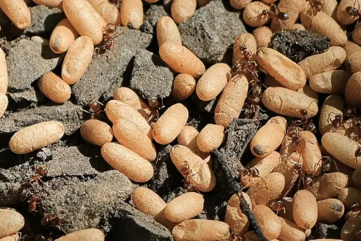 Schwarze Wegameisen (Lasius niger) mit Brut Ameisen