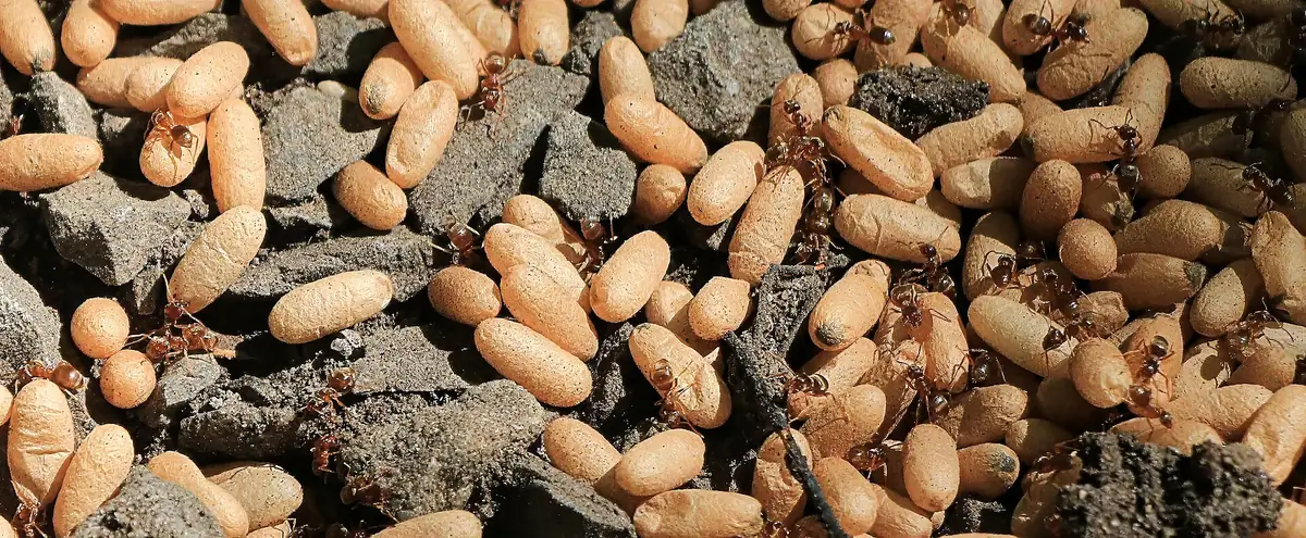 Schwarze Wegameisen (Lasius niger) mit Brut Ameisen