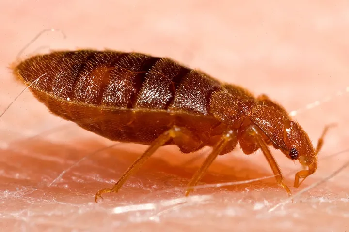 Ausgewachsene Bettwanze (Cimex lectularius) in Nahaufnahme Bettwanzen Bettwanzen
