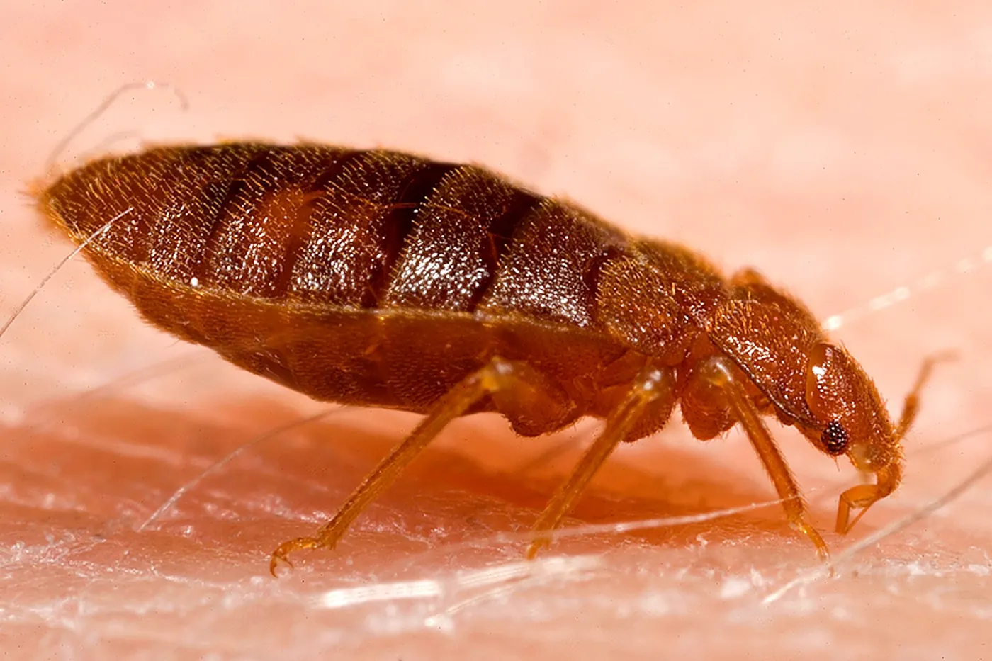 Ausgewachsene Bettwanze (Cimex lectularius) in Nahaufnahme Bettwanzen Bettwanzen
