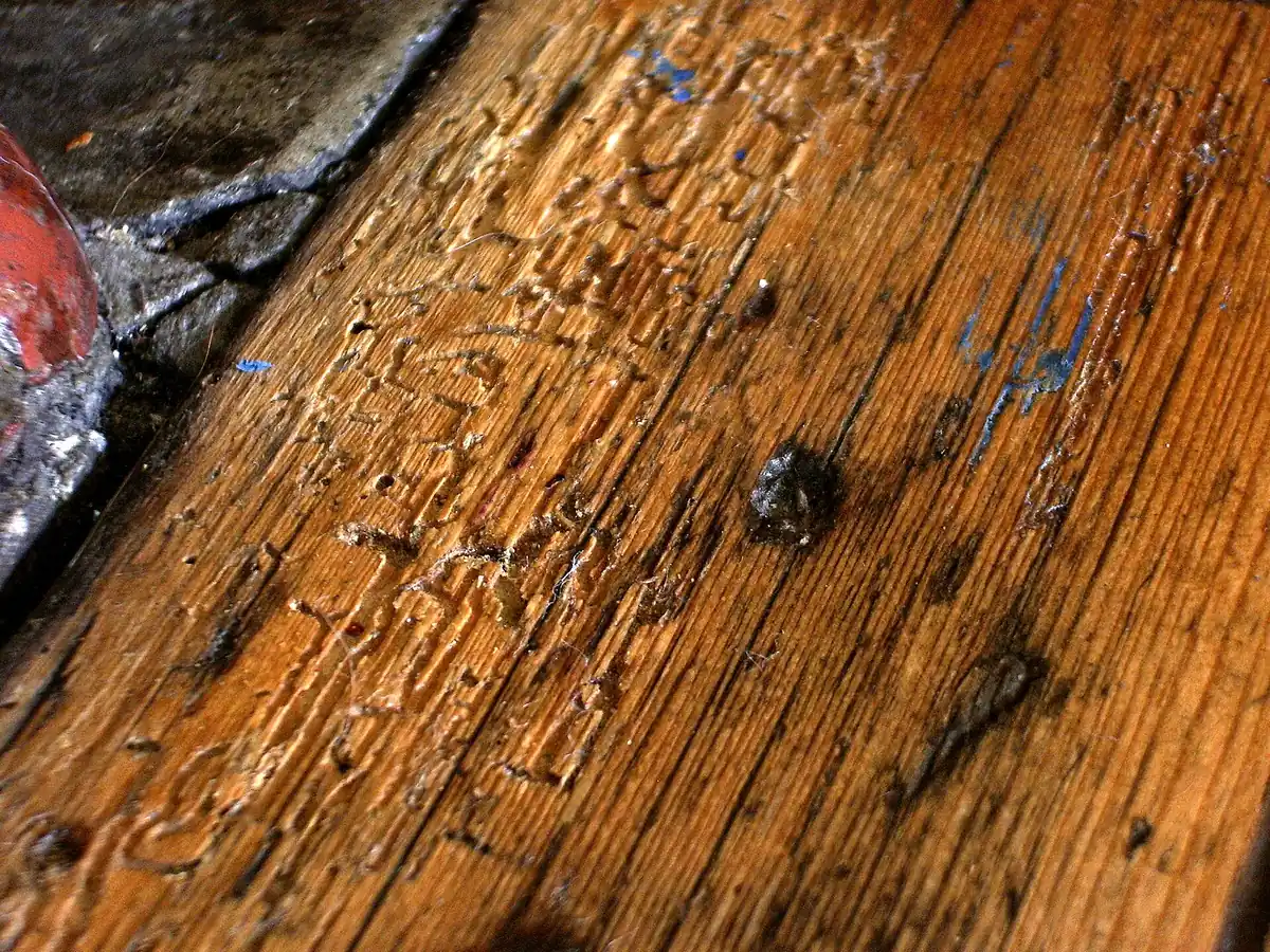 Dielenbrett mit Fraßgängen und Ausfluglöchern durch Holzschädlinge
