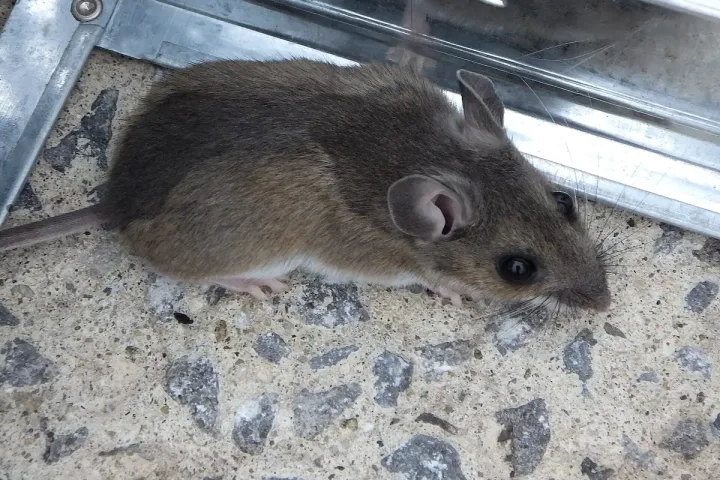 Hausmaus (Mus musculus) mit großen Ohren und körperlangem Schwanz Mäuse Mäusekot