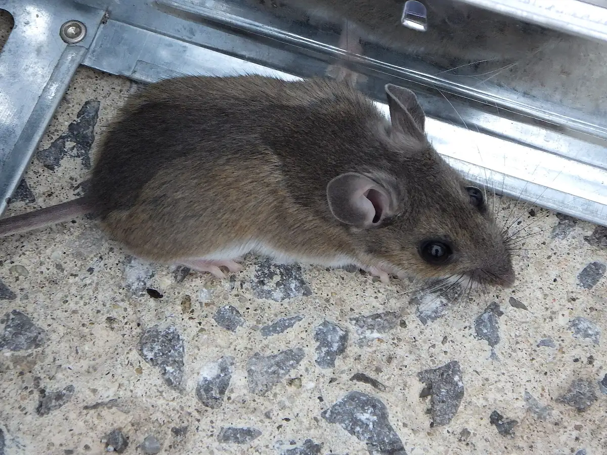 Hausmaus (Mus musculus) mit großen Ohren und körperlangem Schwanz Mäuse Mäusekot