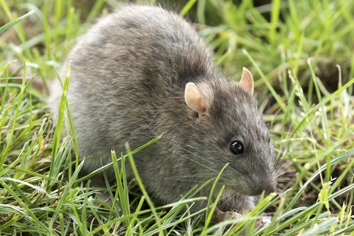Wanderratte (Rattus norvegicus) im städtischen Umfeld Ratten Rattenbefall