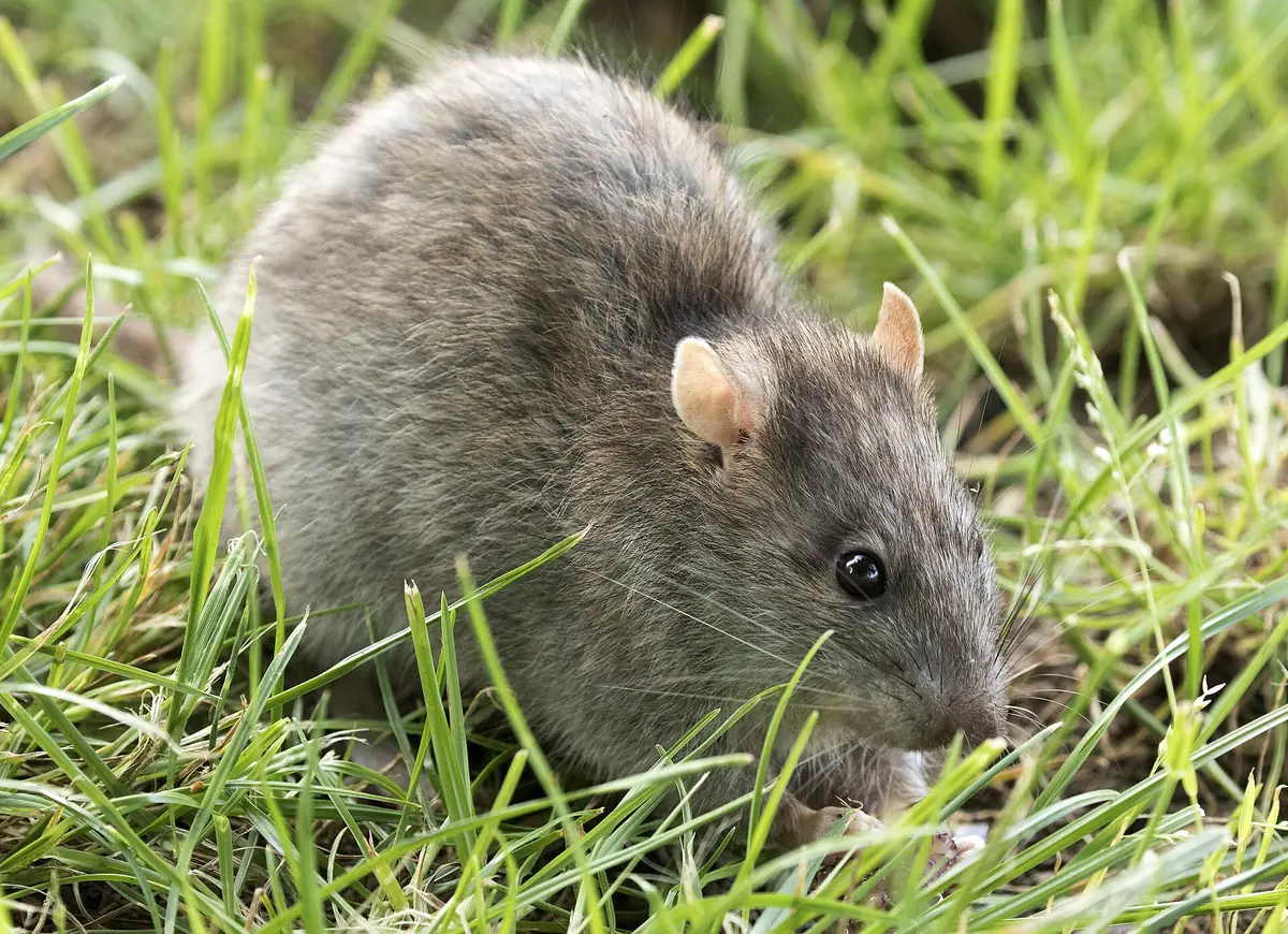 Wanderratte (Rattus norvegicus) im städtischen Umfeld Ratten Rattenbefall