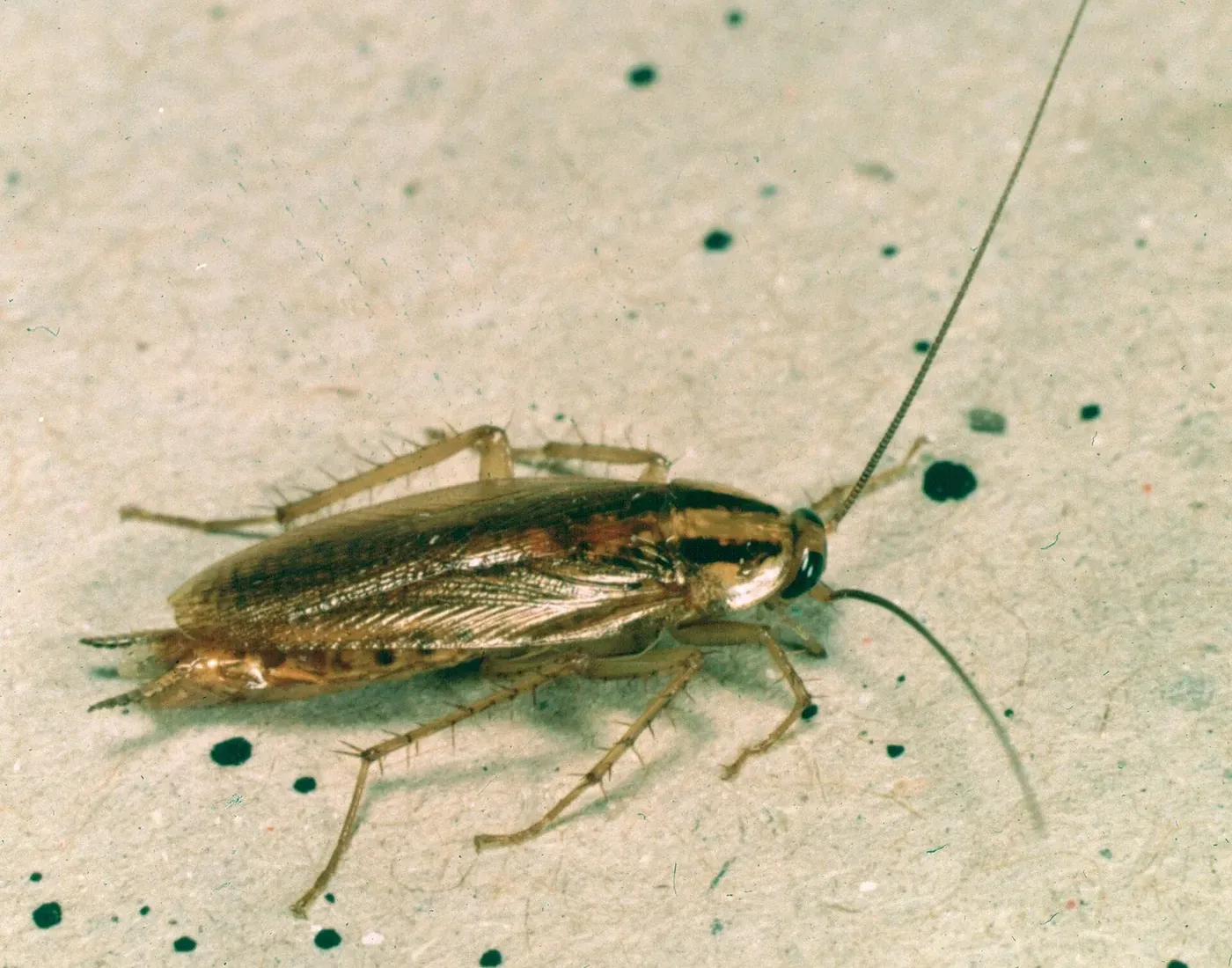 Deutsche Schabe (Blattella germanica) mit den typischen dunklen Längsstreifen auf dem Halsschild Kakerlaken Kakerlaken in der Wohnung Kakerlaken in der Wohnung