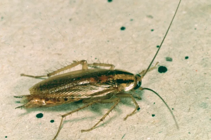 Deutsche Schabe (Blattella germanica) mit den typischen dunklen Längsstreifen auf dem Halsschild Kakerlaken Kakerlaken in der Wohnung Kakerlaken in der Wohnung