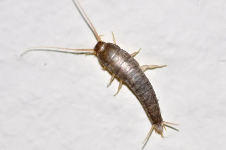 Silberfischchen (Lepisma saccharina) mit drei Schwanzfäden Silberfischchen Silberfische im Bad