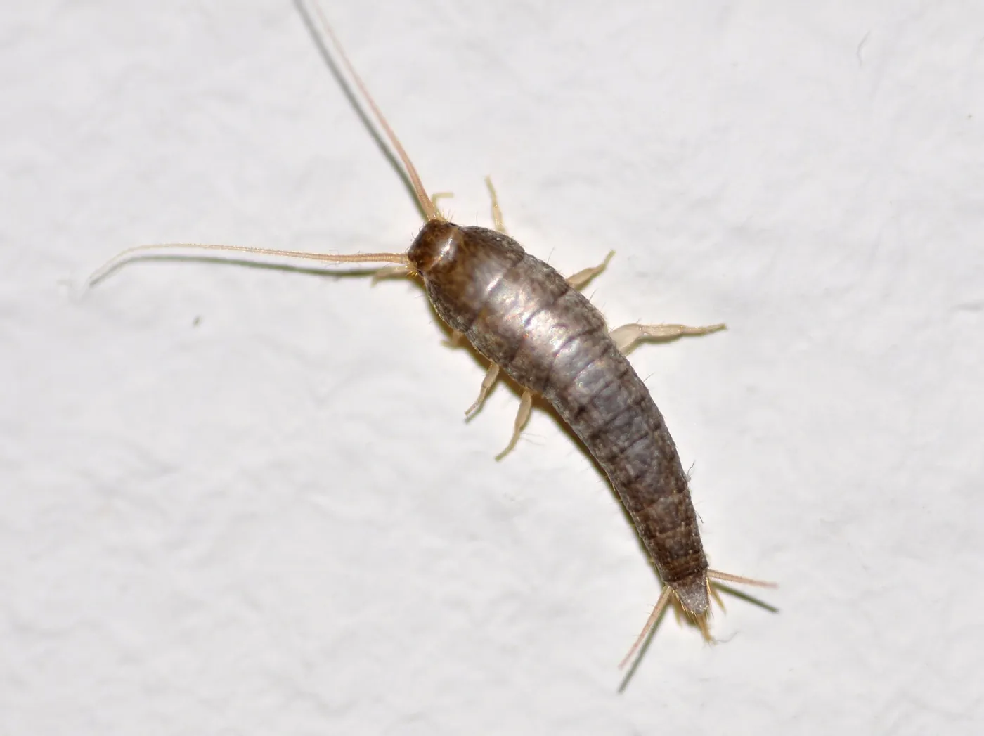 Silberfischchen (Lepisma saccharina) mit drei Schwanzfäden Silberfischchen Silberfische im Bad