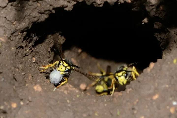 Nest der Deutschen Wespe (Vespula germanica) aus papierartigem Material WespennestWespennest