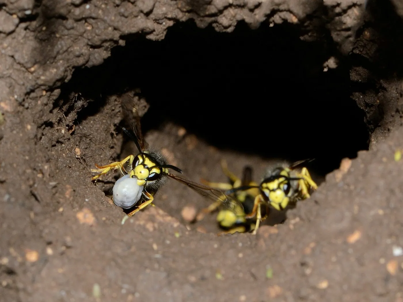 Nest der Deutschen Wespe (Vespula germanica) aus papierartigem Material WespennestWespennest